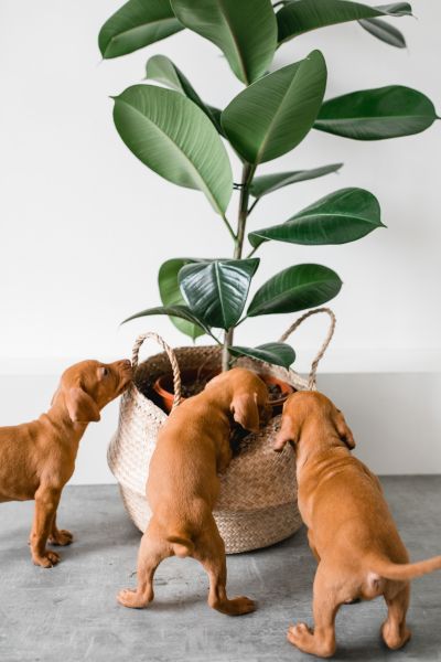 plant and puppies