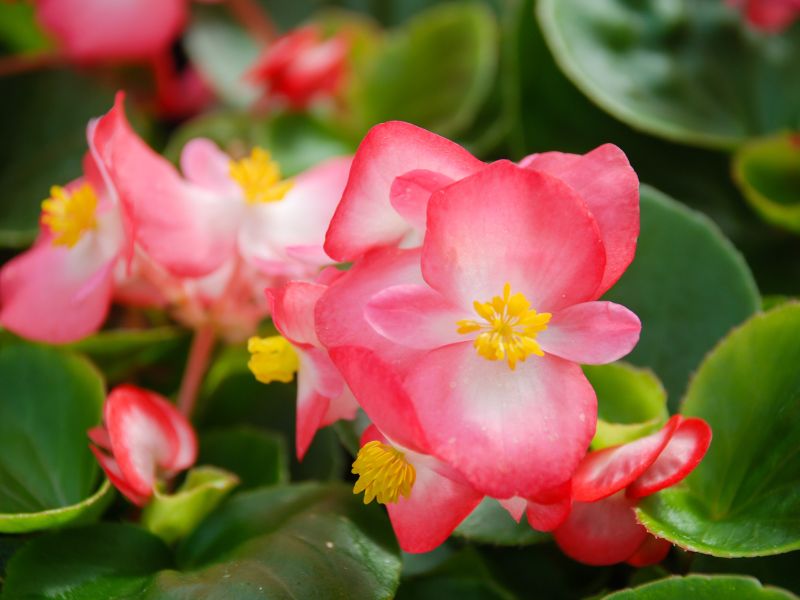 Are Begonia Plants Toxic to Cats?