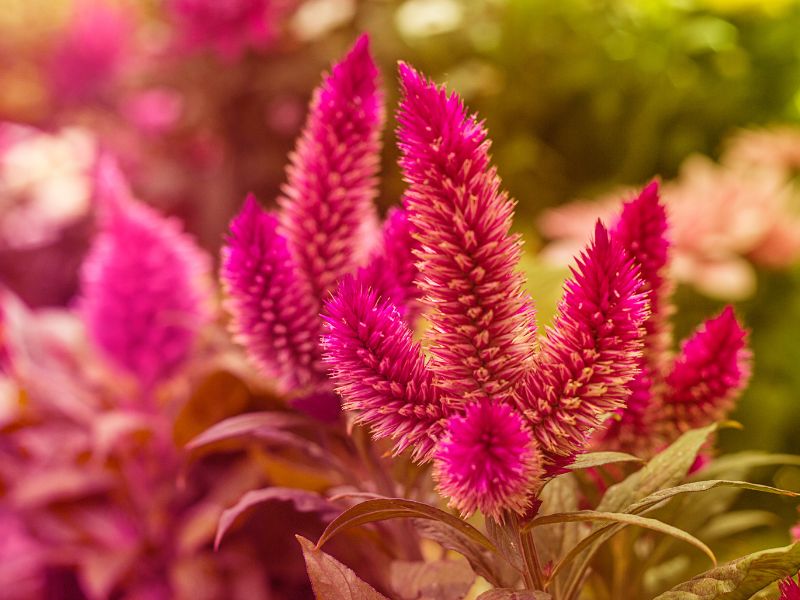 Are Celosia Plants Toxic to Cats?