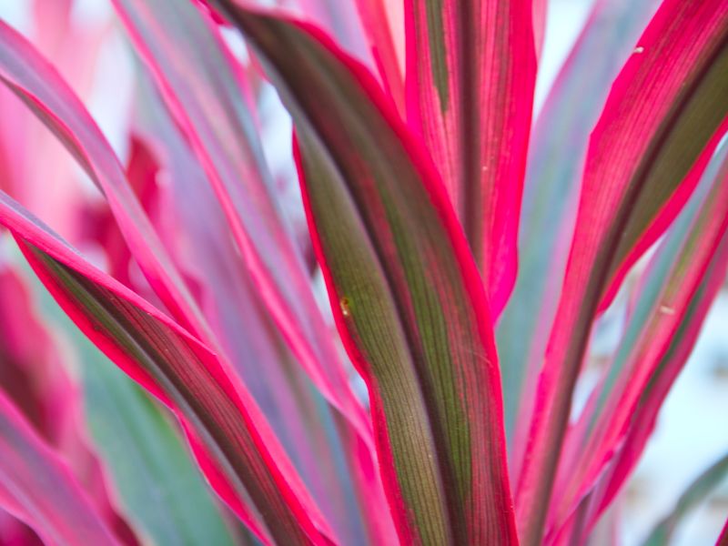 Are Cordyline Plants Toxic to Cats?