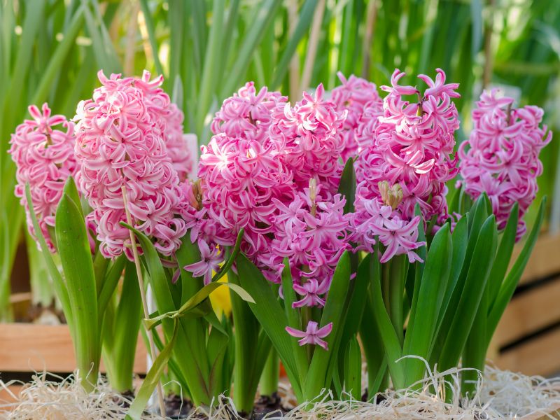 Are Hyacinth Plants Toxic to Cats?