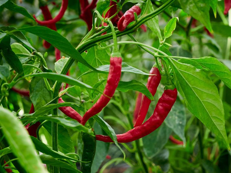 Are Chili Plants Toxic to Dogs?