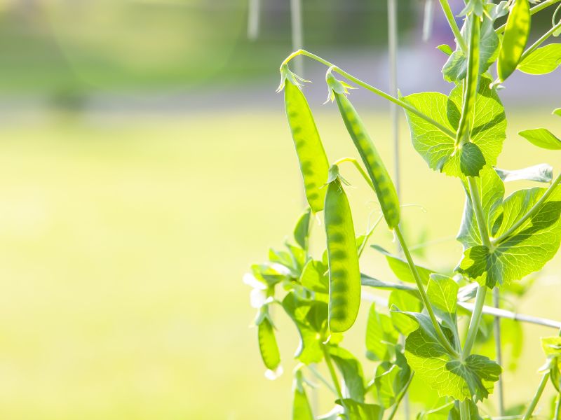 Are Garden Pea Plants Toxic to Dogs?
