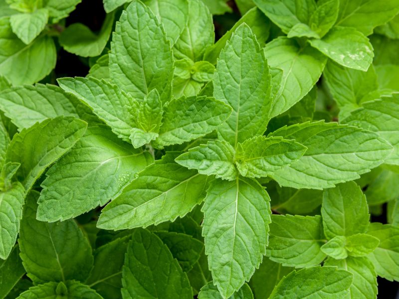 Are Peppermint Plants Toxic to Dogs?