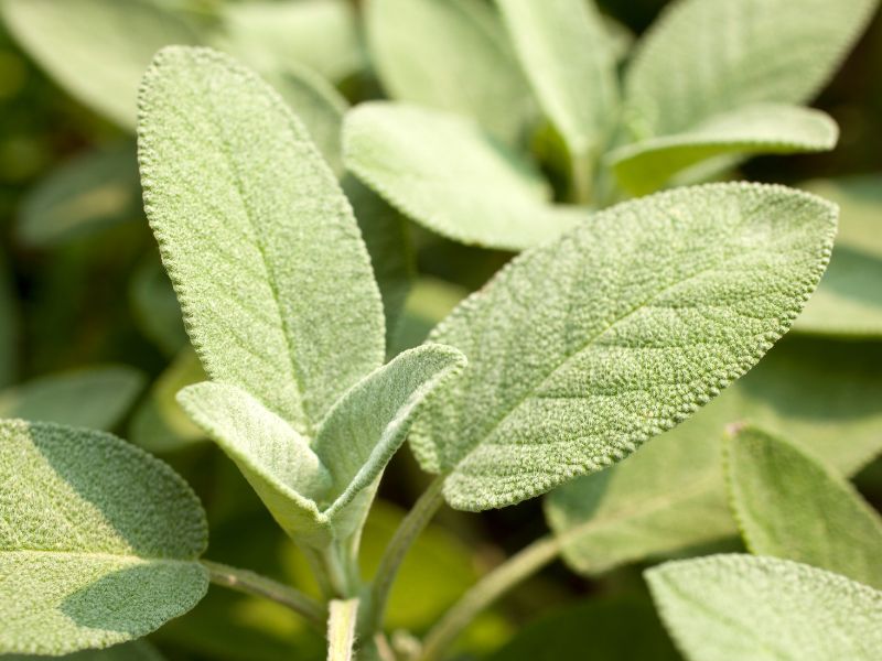 Are sage plants toxic to dogs?