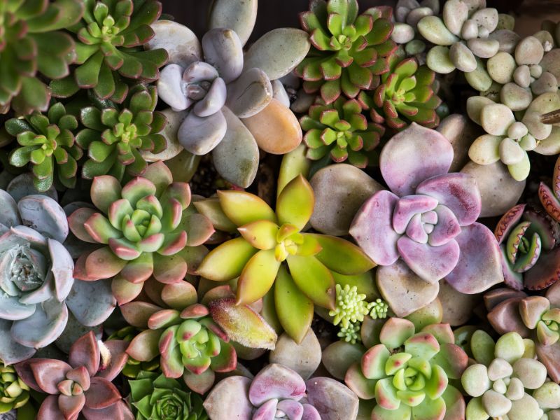 Are Succulent Plants Toxic to Dogs?