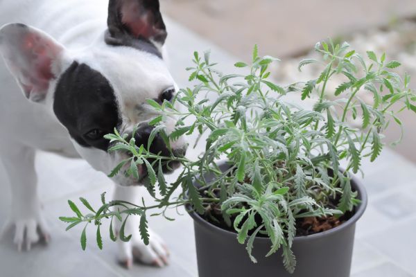plant and dog