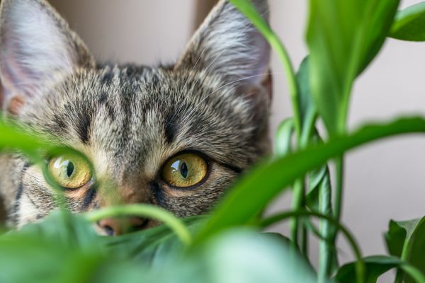 cat and plants