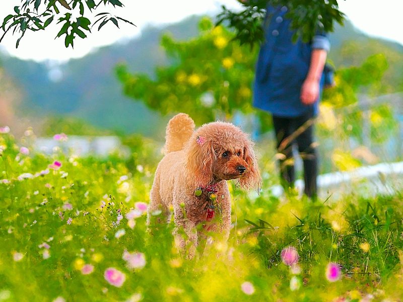 toxic plants for dogs