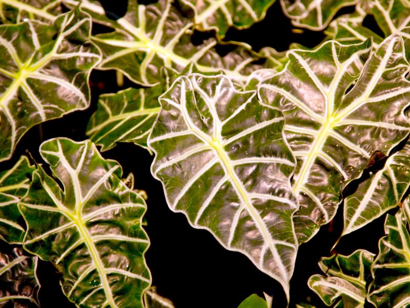 Are Alocasia Plants Toxic to Cats?