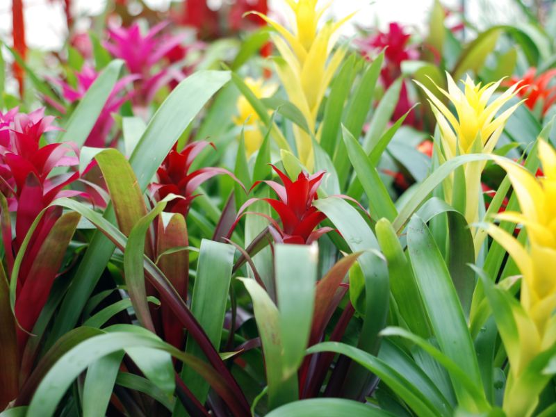 Are Bromeliad Plants Toxic to Cats?