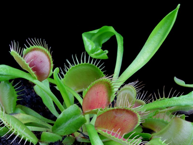 Are carnivorous plants toxic to cats?