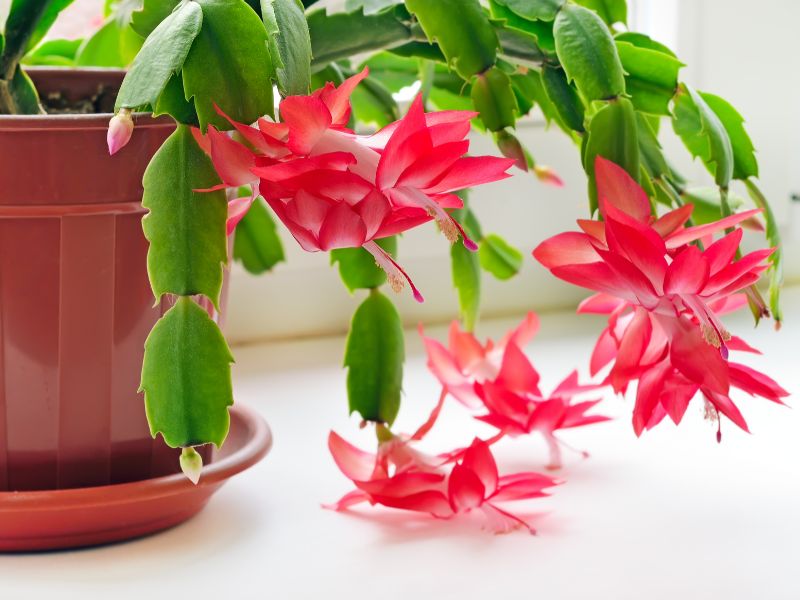 Are Christmas Cactus Plants Toxic to Cats?