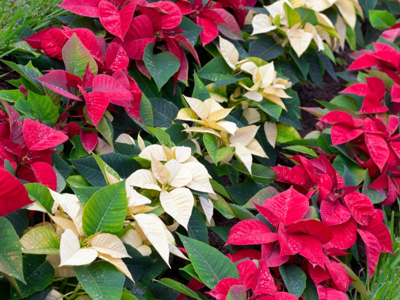 Are Poinsettia Plants Toxic to Cats?