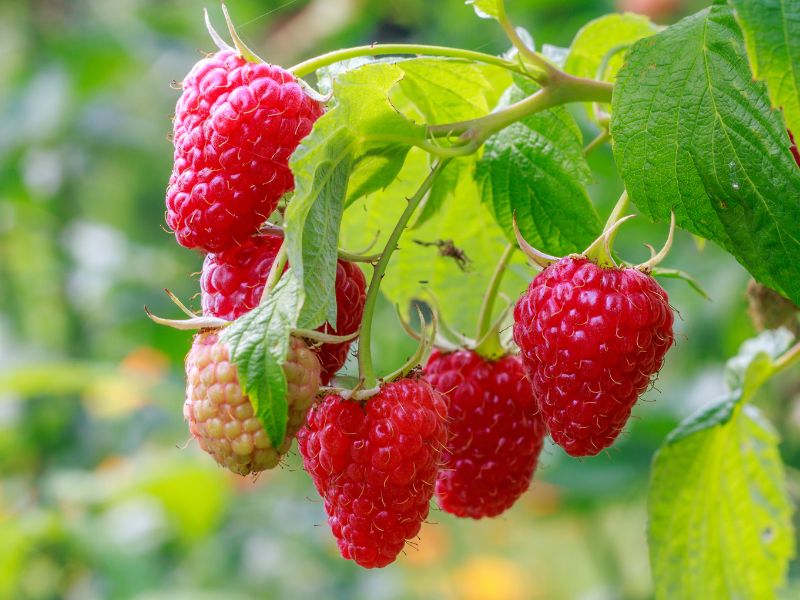 Are Raspberry Plants Toxic to Cats?
